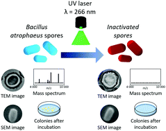 Graphical abstract: Sterilization effects of UV laser irradiation on Bacillus atrophaeus spore viability, structure, and proteins