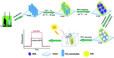 Graphical abstract: In-site synthesis of an inorganic-framework molecular imprinted TiO2/CdS heterostructure for the photoelectrochemical sensing of bisphenol A