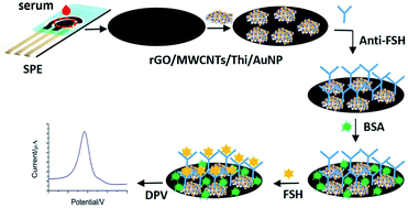 Graphical abstract: An electrochemical immunosensor based on reduced graphene oxide/multiwalled carbon nanotubes/thionine/gold nanoparticle nanocomposites for the sensitive testing of follicle-stimulating hormone