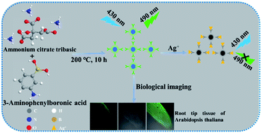 Graphical abstract: High quantum yield nitrogen and boron co-doped carbon dots for sensing Ag+, biological imaging and fluorescent inks