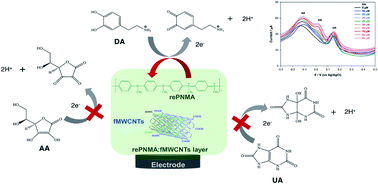 Graphical abstract: A highly selective and sensitive electrochemical sensor for dopamine based on a functionalized multi-walled carbon nanotube and poly(N-methylaniline) composite