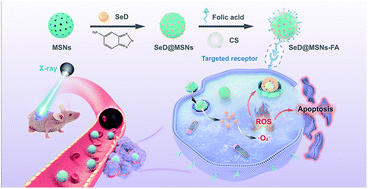 Graphical abstract: Selenium-driven enhancement of synergistic cancer chemo-/radiotherapy by targeting nanotherapeutics