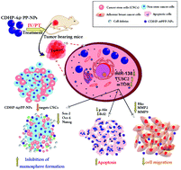 Graphical abstract: Delivery of novel coumarin–dihydropyrimidinone conjugates through mixed polymeric nanoparticles to potentiate therapeutic efficacy against triple-negative breast cancer
