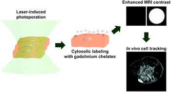 Graphical abstract: Cytosolic delivery of gadolinium via photoporation enables improved in vivo magnetic resonance imaging of cancer cells