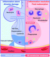 Graphical abstract: Venetoclax nanomedicine alleviates acute lung injury via increasing neutrophil apoptosis