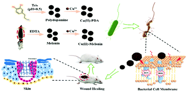Graphical abstract: The role and mechanism of polydopamine and cuttlefish ink melanin carrying copper ion nanoparticles in antibacterial properties and promoting wound healing