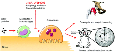 Graphical abstract: Autophagy inhibitors 3-MA and LY294002 repress osteoclastogenesis and titanium particle-stimulated osteolysis
