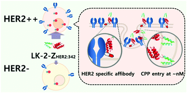 Graphical abstract: A dimeric α-helical cell penetrating peptide mounted with an HER2-selective affibody