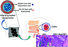 Graphical abstract: Aminocellulose - grafted polycaprolactone-coated core–shell nanoparticles alleviate the severity of ulcerative colitis: a novel adjuvant therapeutic approach