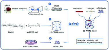 Graphical abstract: A rhabdomyosarcoma hydrogel model to unveil cell-extracellular matrix interactions