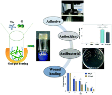Graphical abstract: A multifunctional supramolecular hydrogel for infected wound healing