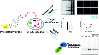 Graphical abstract: Harnessing affinity-based protein profiling to reveal a novel target of nintedanib