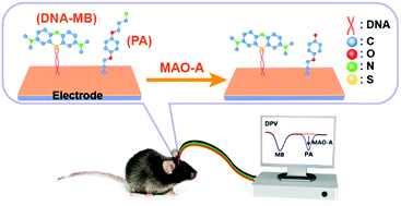 Graphical abstract: A ratiometric electrochemical sensor for selectively monitoring monoamine oxidase A in the live brain