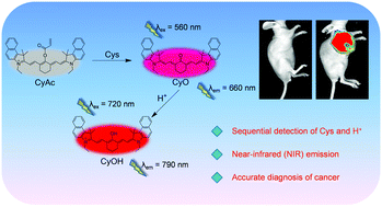 Graphical abstract: A near-infrared fluorescent probe for accurately diagnosing cancer by sequential detection of cysteine and H+