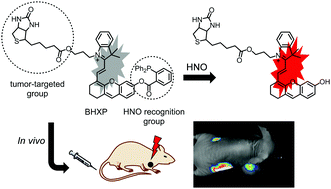 Graphical abstract: A tumor-targeted near-infrared fluorescent probe for HNO and its application to the real-time monitoring of HNO release in vivo