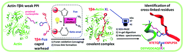 Graphical abstract: Furan warheads for covalent trapping of weak protein–protein interactions: cross-linking of thymosin β4 to actin