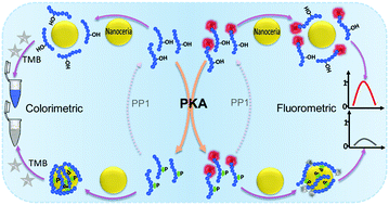 Graphical abstract: Colorimetric and fluorometric dual-readout protein kinase assay by tuning the active surface of nanoceria