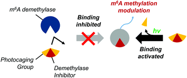 Graphical abstract: A photo-responsive chemical modulation of m6A RNA demethylase FTO