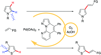 Graphical abstract: Sterically controlled C–H alkenylation of pyrroles and thiophenes