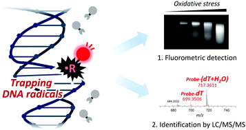 Graphical abstract: Detection and structural analysis of pyrimidine-derived radicals generated on DNA using a profluorescent nitroxide probe