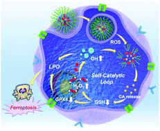 Graphical abstract: Self-catalyzed tumor ferroptosis based on ferrocene conjugated reactive oxygen species generation and a responsive polymer