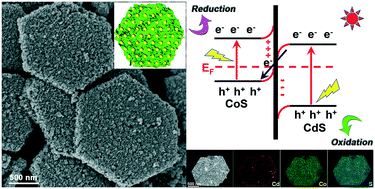 Graphical abstract: Porous direct Z-scheme heterostructures of S-deficient CoS/CdS hexagonal nanoplates for robust photocatalytic H2 generation
