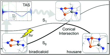 Graphical abstract: Photoisomerization of a phosphorus-based biradicaloid: ultrafast dynamics through a conical intersection