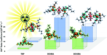 Graphical abstract: Influence of uranyl complexation on the reaction kinetics of the dodecane radical cation with used nuclear fuel extraction ligands (TBP, DEHBA, and DEHiBA)