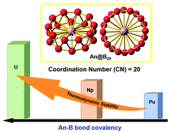 Graphical abstract: Theoretical probing of twenty-coordinate actinide-centered boron molecular drums