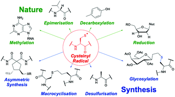Graphical abstract: Cysteinyl radicals in chemical synthesis and in nature