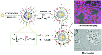 Graphical abstract: Au@mSiO2 core–shell nanoparticles loaded with fluorescent dyes: synthesis and application for imaging performance