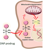 Graphical abstract: Alternative mechanism of action of the DNP PtIV prodrug: intracellular cisplatin release and the mitochondria-mediated apoptotic pathway