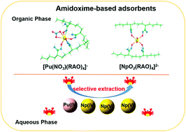 Graphical abstract: Theoretical insights into the possible applications of amidoxime-based adsorbents in neptunium and plutonium separation