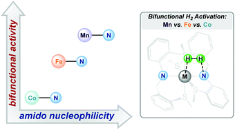 Graphical abstract: Same ligand, three first-row metals: comparing M-amido bifunctional reactivity (Mn, Fe, Co)