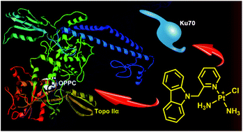 Graphical abstract: Platinum complexes as inhibitors of DNA repair protein Ku70 and topoisomerase IIα in cancer cells