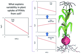 Graphical abstract: Uptake of perfluorinated alkyl acids by crops: results from a field study