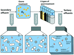 Graphical abstract: Impact of ozonation and biological post-treatment of municipal wastewater on microbiological quality parameters