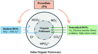 Graphical abstract: Insights into the relationship of reactive oxygen species and anions in persulfate-based advanced oxidation processes for saline organic wastewater treatment