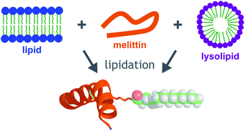 Graphical abstract: Peptide lipidation in lysophospholipid micelles and lysophospholipid-enriched membranes