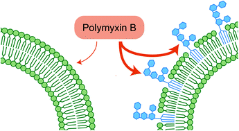 Graphical abstract: Interactions of polymyxin B with lipopolysaccharide-containing membranes