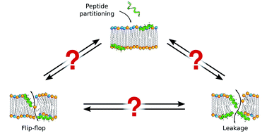 Graphical abstract: Antimicrobial peptide activity in asymmetric bacterial membrane mimics