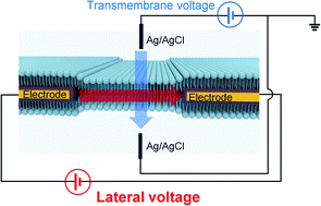 Graphical abstract: Lateral voltage as a new input for artificial lipid bilayer systems