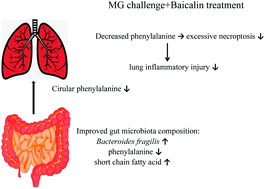 Graphical abstract: Baicalin ameliorates Mycoplasma gallisepticum-induced inflammatory injury in the chicken lung through regulating the intestinal microbiota and phenylalanine metabolism