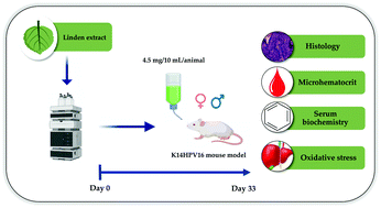 Graphical abstract: Toxicological and anti-tumor effects of a linden extract (Tilia platyphyllos Scop.) in a HPV16-transgenic mouse model