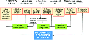 Graphical abstract: Beneficial effects of natural compounds on experimental liver ischemia-reperfusion injury