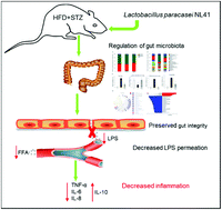 Graphical abstract: Lactobacillus paracasei modulates the gut microbiota and improves inflammation in type 2 diabetic rats