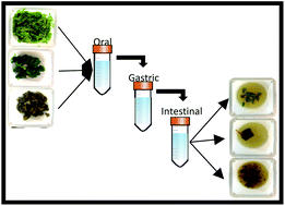 Graphical abstract: Influence of simulated food and oral processing on carotenoid and chlorophyll in vitro bioaccessibility among six spinach genotypes