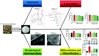 Graphical abstract: Structural characterization and osteogenic activity in vitro of novel polysaccharides from the rhizome of Polygonatum sibiricum