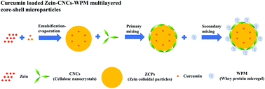 Graphical abstract: Development of curcumin loaded core–shell zein microparticles stabilized by cellulose nanocrystals and whey protein microgels through interparticle interactions