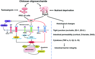 Graphical abstract: Chitosan oligosaccharide attenuates endoplasmic reticulum stress-associated intestinal apoptosis via the Akt/mTOR pathway